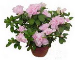  T�rkiye cicekciler , cicek siparisi  Rhodendron latince A�elya 