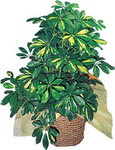  T�rkiye ucuz �i�ek g�nder  Schefflera gold 