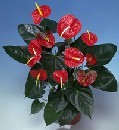  T�rkiye yurti�i ve yurtd��� �i�ek sipari�i  Anthurium Saksili Bitki
