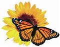 T�rkiye Online Flower
